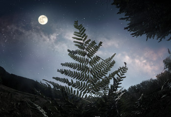 Naklejka premium Fern leaf in the moonlight