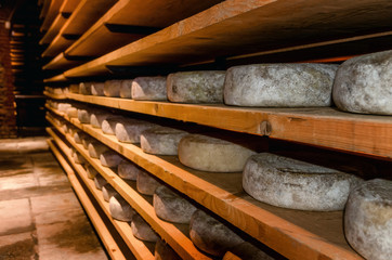 italian toma (hard cheese) seasoning in a cold and dark cellar