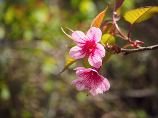 Thai Sakura or Cherry blossom in Chiang mai, Thailand