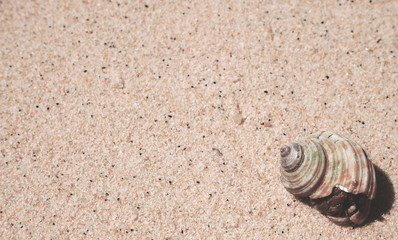 Hermit crab on a light sand background
