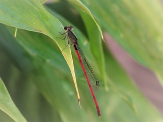 Libélula .