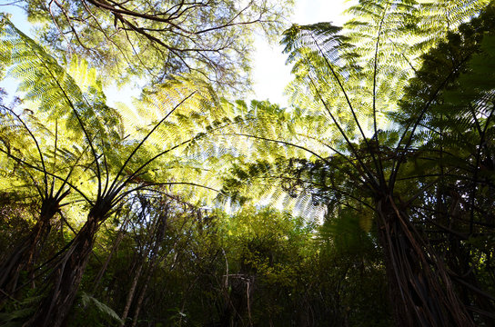 Typical tree fern forest in New Zealand