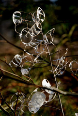 Glases © Psychedelight Sense