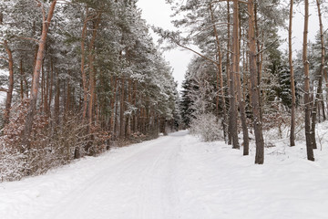 Obraz premium Winter forest road under the snow with traces