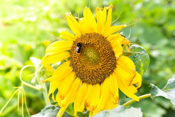 Fototapeta premium sunflower