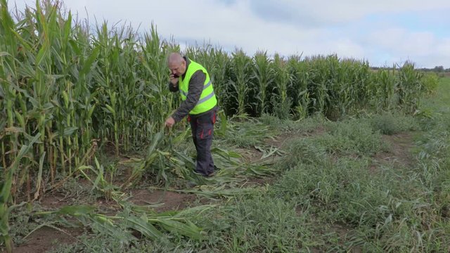 Farmer inspecting corn field