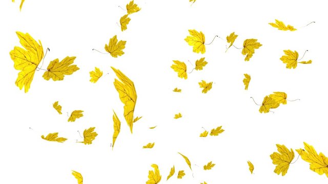 Close-up on falling and rotating golden maple leaves over white background. Autumn, fall concept. Slow motion, HD realistic 3D animation.
