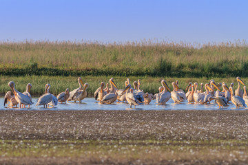 white pelicans (pelecanus onocrotalus)