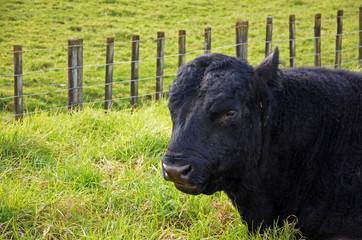 Fototapeta premium Impressive black cow on the side of the road
