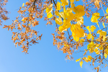 Vibrant yellow golden дштвут fall tree foliage