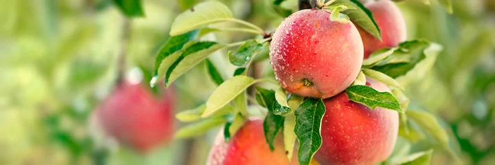 Zelfklevend Fotobehang Appelboom met rode appels © Mariusz Blach