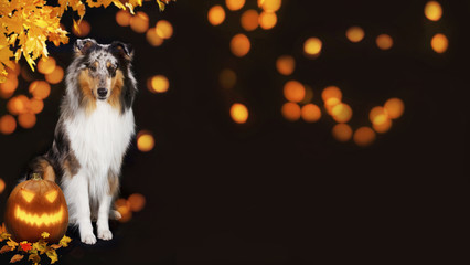 Cute collie dog with pumpkin on halloween