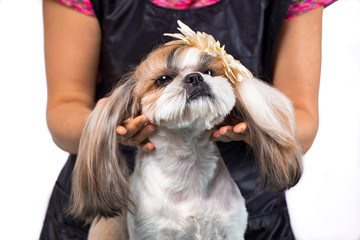 Beautiful shih-tzu dog at the groomer's hands with comb.