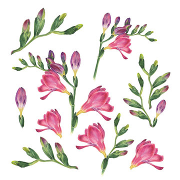 Botanical watercolor illustration of freesia on white background. Could be used web design, polygraphy or textile