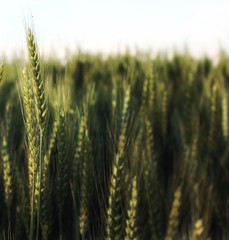 Wheat in a Field