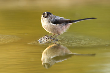 Long-tailed tit. Aegithalos caudatus