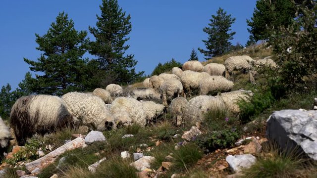 Sheep on the mountain - (4K)