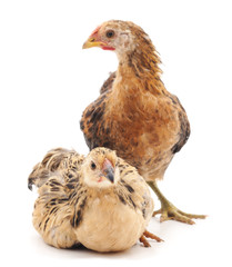 Little chickens.