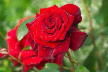 Роза чайно-гибридная.