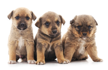 Fototapeta na wymiar Three puppies.