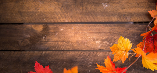 Obraz premium Bunte Herbstblätter