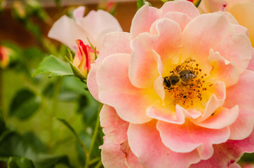 Fototapeta premium orange roses on a background of nature