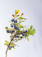 Fototapeta na wymiar Dwarf Blueberry (Vaccinium caespitosum)