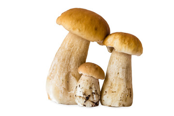 Three Boletus mushrooms isolated
