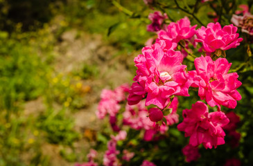 pink roses on a background of nature