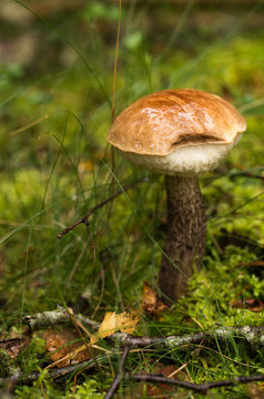 Beautiful boletus mushroom macro