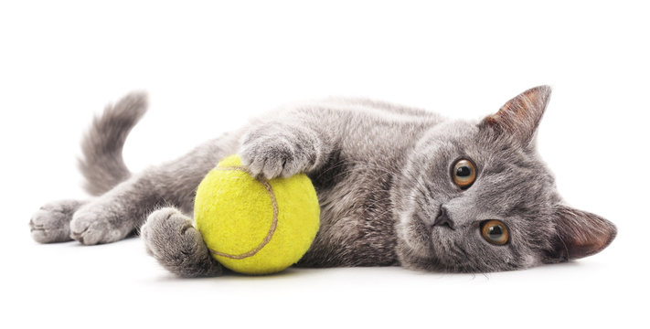 Gray cat with ball.
