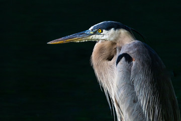 A horizontal closeup photo of a blue, grey, white and yellow heron with a nearly black background