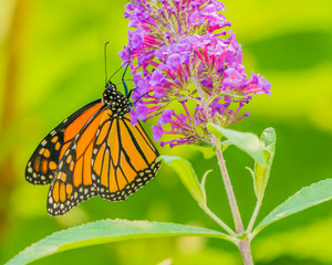 Monarch and other butterflies on pink butterfly plant green background