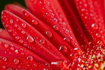 Fresh wet gerbera flower close-up at spring.