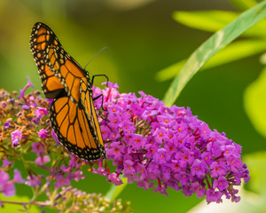 Monarch and other butterflies on pink butterfly plant green background