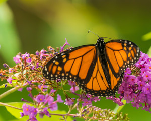 Monarch and other butterflies on pink butterfly plant green background