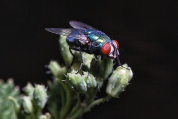Fly on grass