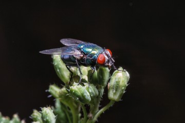 Fly on grass