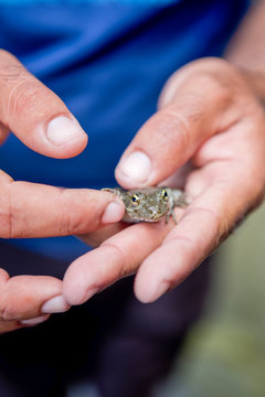 Griechenland, Karpathos, Ein Frosch f&uuml;r einen Moment auf der Hand