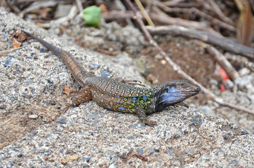 Curious Gallot's lizard from Tenerife in Canary Islands