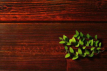 dark wood with green leafs 