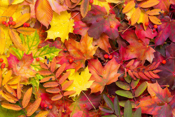 Naklejka na ściany i meble Colorful autumn leaves background. Bright orange tones colors.