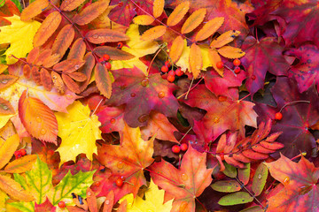 Naklejka na ściany i meble Colorful autumn leaves background. Bright orange tones colors.