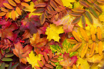 Naklejka na ściany i meble Colorful autumn leaves background. Bright orange tones colors.