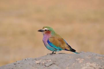 Lillac breasted roller in Namibia