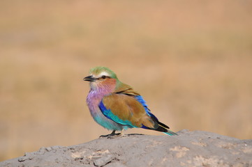 Lillac breasted roller in Namibia