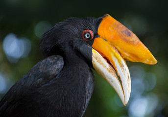 Rhinoceros Hornbill (Buceros rhinoceros) in Bali, Indonesia.
