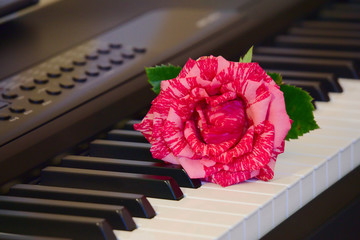 Роза на клавишах пианино.