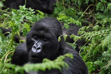 Mountain Gorilla in Volcanoes NP, Rwanda (Virunga Mountains)