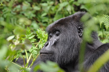 Mountain Gorilla in Volcanoes NP, Rwanda (Virunga Mountains)
